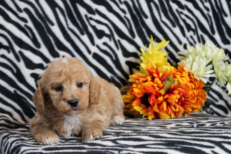 puppy, for, sale, Mini Goldendoodle F2B, Matthew B. Stoltzfus, dog, breeder, Gap, PA, dog-breeder, puppy-for-sale, forsale, nearby, find, puppyfind, locator, puppylocator, aca